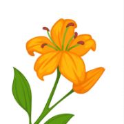 Unit 17: Do you like lilies?